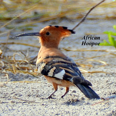 African Hoopoe